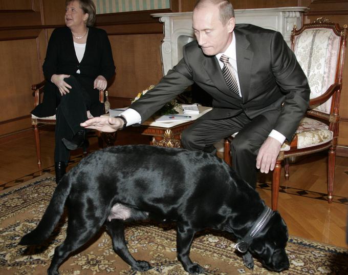 Januarja 2007 sta se Merklova in Putin srečala v njegovi poletni rezidenci v Sočiju. Putin je takrat na srečanje z nemško kanclerko pripeljal tudi svojega črnega labradorca Konija. Številni so domnevali, da je to storil zanalašč, ker je vedel, da se Merklova zelo boji psov, in jo je hotel prestrašiti. Putin je devet let pozneje v pogovoru za nemški Bild dejal, da ni vedel, da Merklova nima rada psov, in da se ji je pozneje opravičil. Merklova se boji psov od avgusta 1995, ko jo je med kolesarjenjem nenadoma napadel pes in jo ugriznil. O napadu na Merklovo, ki je bila tedaj nemška ministrica za okolje, so leta 1995 poročali nemški mediji. | Foto: Guliverimage/Vladimir Fedorenko