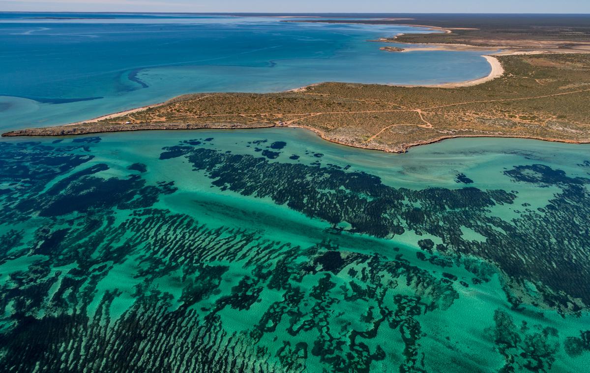 Pozejdonov plevel, morska trava, odkritje, Avstralija | Foto Shutterstock