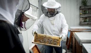 Čebelarska kriza v Sloveniji: domačega medu bo veliko manj