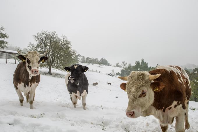 Potem ko je kmet krave že spustil na pašo v Orlah nad Ljubljano, je narava presenetila z novo pošiljko snega. | Foto: Klemen Korenjak