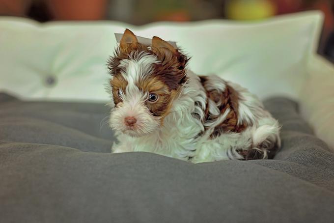 Yorkshirski terrier | Foto: Shutterstock