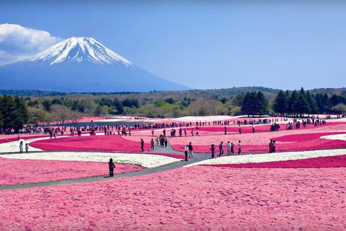 Park Hitsujiyama, Japonska | Foto: YouTube