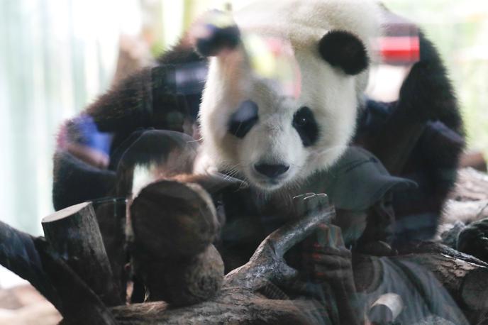 panda Meng Meng | Mama Meng Meng se počuti dobro. | Foto Reuters