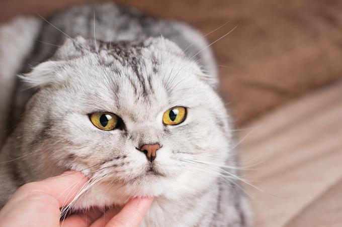 Škotske klapouhke so zelo inteligentne mačke. | Foto: Shutterstock