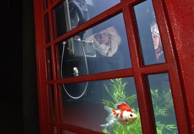 V Londonu so nekatere nedelujoče telefonske govorilnice dobile drugo namembnost, vsebino. Postale so galerijski prostor, tudi gostitelj solatnega bara, mini cvetličarna in drugo.
 | Foto: 