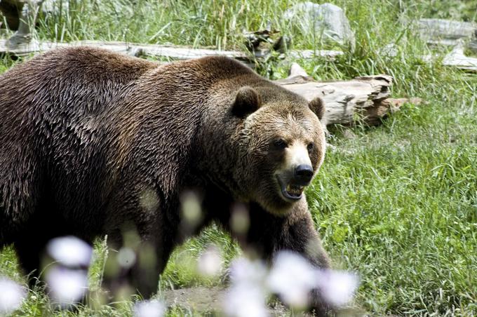 Najprimernejša za opazovanje medveda sta poletje in zgodnja jesen, najprimernejši del dneva pa je pozno popoldne, a preden pade mrak.  | Foto: Thinkstock