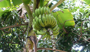 Banane - sadež, poln pesticidov in pridelan na izkoriščevalskem delu