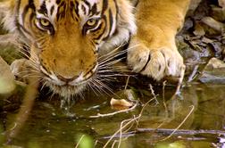 Zgodbi o tigrskem alfa samcu in samici snežnega panterja