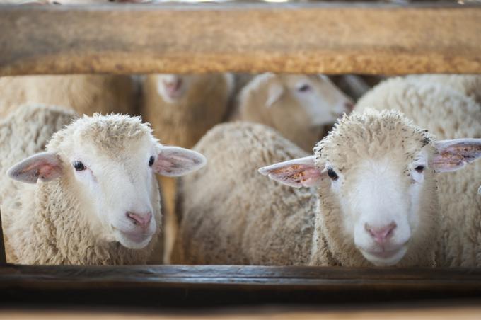 Na Madžarskem so nove primere bolezni potrdili po vzorčenju minuli petek.  | Foto: Shutterstock