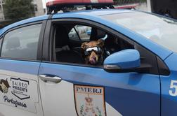 Policijski pes postal spletna senzacija #video #foto