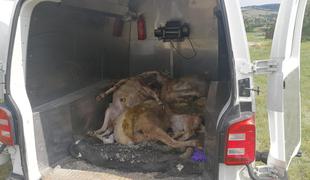 Na širšem območju Maribora obravnavajo pokol okoli 70 živali