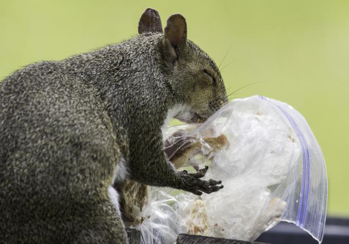 Živali se pogosto nevede hranijo s plastičnimi vrečkami, ki jih nemarno puščamo v našem okolju. | Foto: Thinkstock