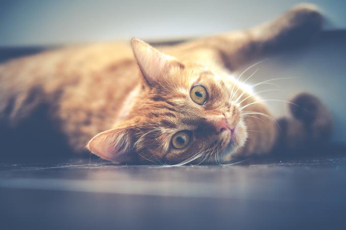 mačka mačke | Foto: Pixabay