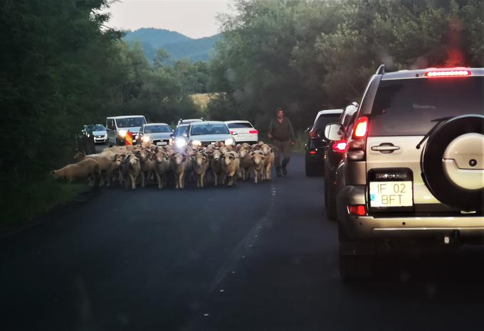 Za njim je namreč po cesti pastir s paše gnal več deset ovac. | Foto: Gregor Pavšič