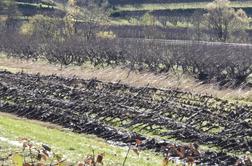 Vinogradniki v Goriških brdih potrebujejo takojšnjo pomoč države