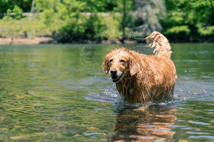 Pes, jezero | Foto Shutterstock