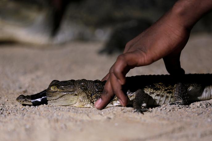krokodil | Foto Reuters