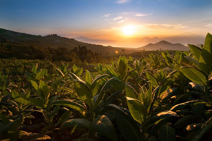 tobak | Polje tobakovca v Indoneziji. | Foto Getty Images