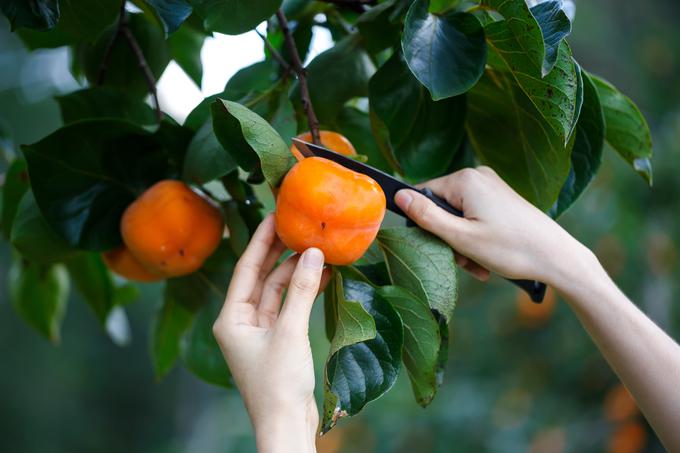 Kaki je sadež jeseni in nekoč hrana bogov. Vsebuje veliko vitaminov, mineralov in antioksidantov. | Foto: Shutterstock