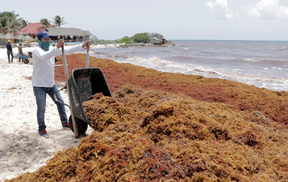 sargaška alga | Mesečno na plaže Srednje Amerike naplavi kar štiri milijone ton rjave sargaške alge (Sargassum). Fotografija je s plaže pri mehiškem kraju Tulum. | Foto Reuters