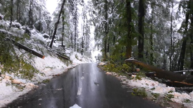 Sneg je podiral drevesa, kakšna bo škoda, lahko za zdaj zgolj ugibamo.  | Foto: Katja Nakrst
