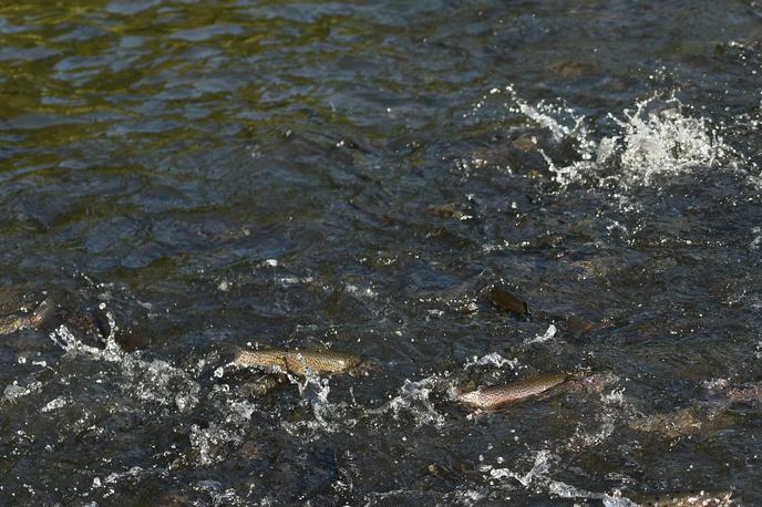 ribe | Člani Ribiške družine Idrija ugotavljajo, da so od hotela Cerkno pa vse do kilometra struge pod Cerknim poginile vse ribe. | Foto STA