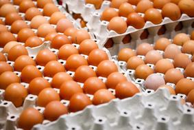 Omejitev ponudbe jajc iz baterijske reje tudi pri trgovcu Tušu
