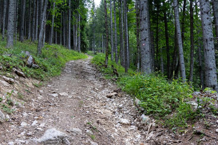 Po petih kilometrih zložnega vzpona zagrizemo v dve strmi vlaki proti Hudi ravni. | Foto: Matej Podgoršek