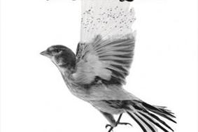 The Common Linnets