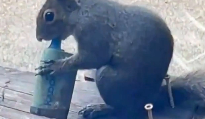 Veverice množično vejpajo odvržene elektronske cigarete. Sadno aromo zamenjale za hrano.