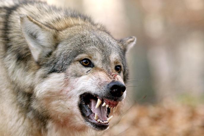 Volk, napad | Fotografija je simbolična. | Foto Shutterstock