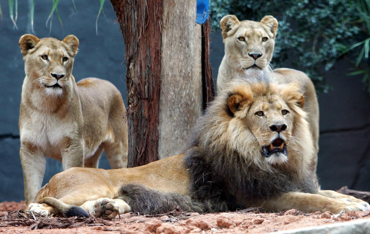Živalski vrt Taronga levi | Ograda levov bo ostala zaprta do nadaljnjih pregledov, ko bodo odgovorni prepričani, da je spet stoodstotno varna, je dodal Duffy. (Fotografija je simbolična.) | Foto Reuters