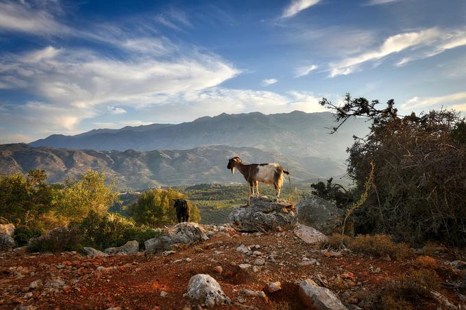 Kreta, koza | Foto: Pixabay