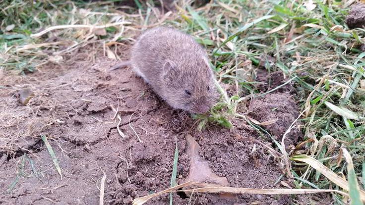 Spletnik_zascita_pred_voluharjem | Foto: 
