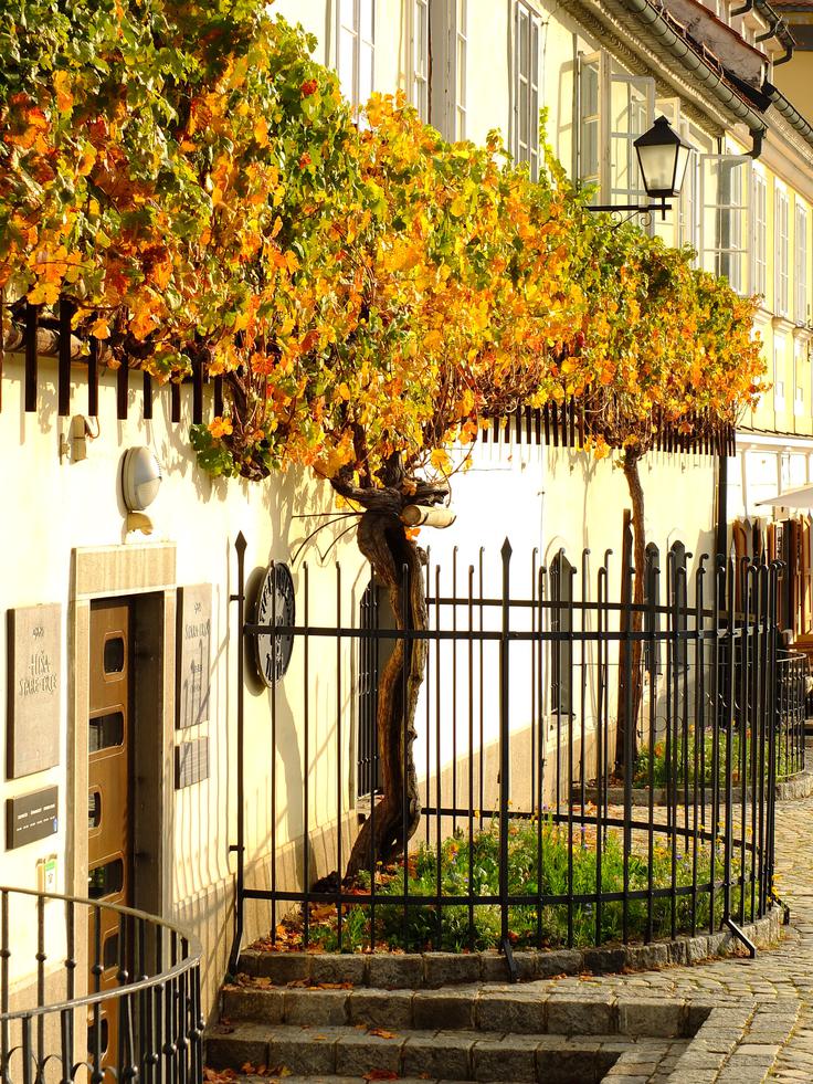 Maribor, stara trta, Lent | Foto: Domen Grögl (www.slovenia.info)