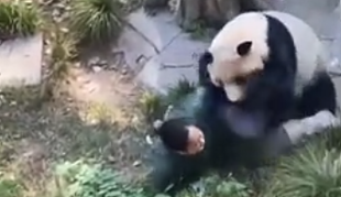 Grozljiv trenutek, ko je panda napadla svojo oskrbnico #video