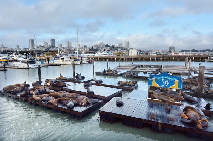 Kalifornijske morske leve pogosto vidijo na zahodni obali Severne Amerike. Na fotografiji San Francisco.  | Foto: Guliverimage