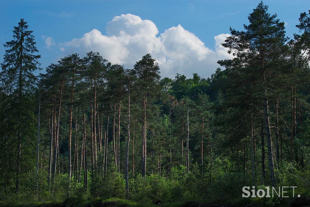 Zipline dolinka