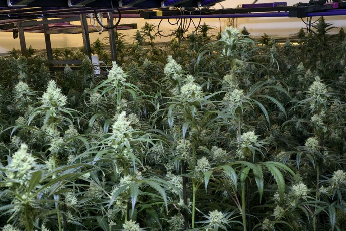 V Šiški zasegli 400 sadik konoplje in pištolo s šestimi naboji #foto