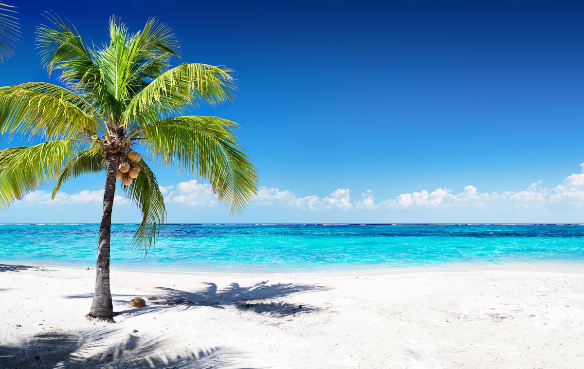 kokosova palma | Slika je simbolična. | Foto Thinkstock