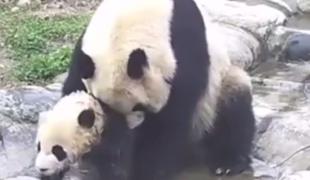 Mali panda, ki sovraži umivanje (VIDEO)