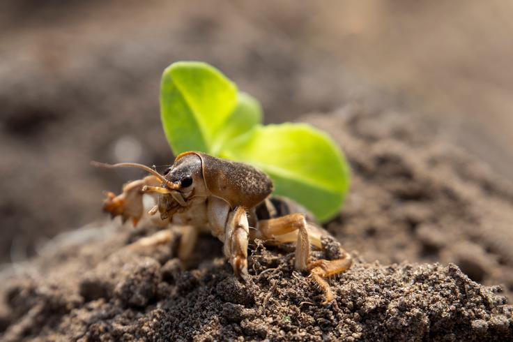 bramor | Foto: Shutterstock