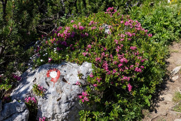 Iz Luč so markirane in lepo urejene pešpoti v tri smeri: na Raduho, Veliki Rogatec in Dleskovško planoto, nad katero se dviga Ojstrica. | Foto: Matej Podgoršek