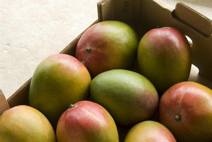 Mango, rumeno indijsko jabolko