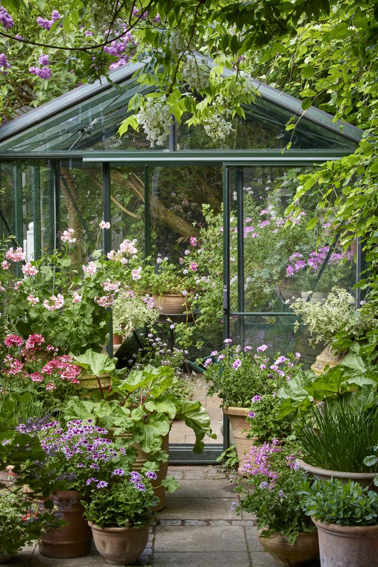 pelargonije | Foto: Pelargonium for Europe