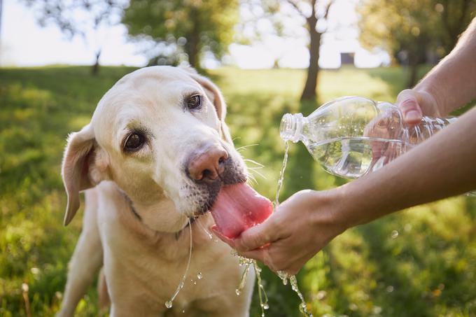 Nekatere pasme so bolj občutljive na vročino kot druge. | Foto: Shutterstock