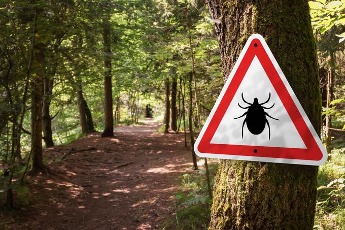Ena od potencialno zelo nevarnih nalezljivih bolezni je klopni meningoencefalitis (KME), ki ga prenašajo drobni krvosesi. Cepljenje proti KME je na voljo skozi vse leto, čeprav je idealen čas pozimi oziroma zgodaj spomladi, da se zaščita po cepljenju razvije že pred začetkom aktivnosti klopov. Poleg obstoječih cepiv bi bili epidemiologi – sploh v Sloveniji – veseli denimo cepiva proti Lymski boreliozi, dobrodošla pa bi bila seveda tudi cepiva proti povzročiteljem, ki so problematični z vidika odpornosti proti protimikrobnim sredstvom, pojasnjuje Šinkovec Zorko.  | Foto: Shutterstock
