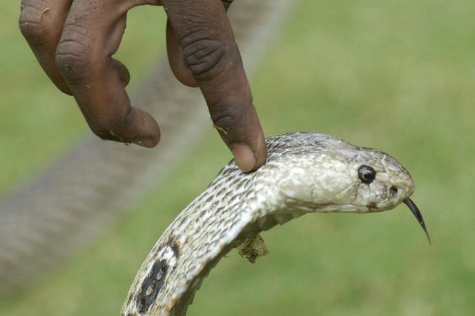 Kobra | Nwangene je povedala, da se je okoli 8.30 zjutraj zbudila, saj je začutila ugriz. Kača, ki se je priplazila v njeno stanovanje, jo je ugriznila v zapestje. | Foto Guliverimage