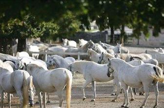 V lipiški kobilarni izredna veterinarska inšpekcija