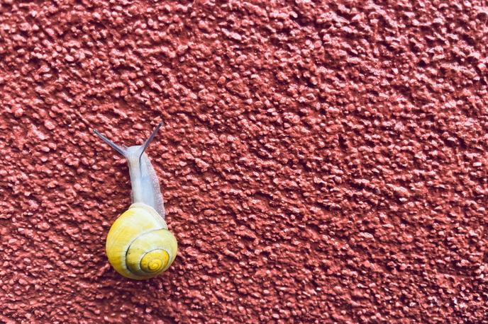 Polž fasada | Foto Shutterstock